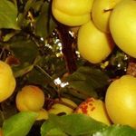 Абрикос Ананасный — как посадить и вырастить удивительный сорт