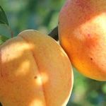 Абрикос Графиня – фруктовое величество с ароматом лета