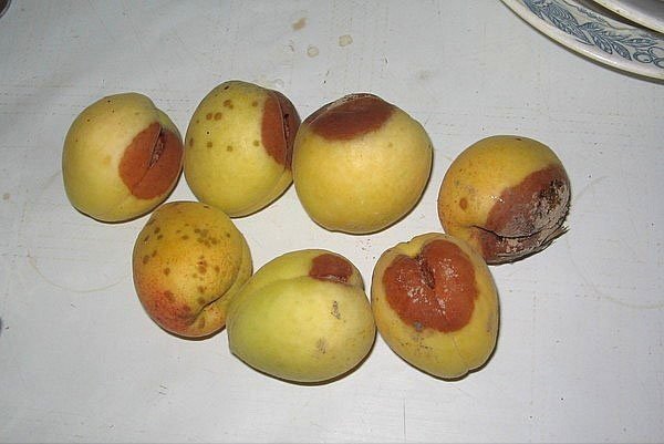 Монилиоз абрикоса