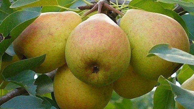 Чем обрезка груши отличается от обрезки яблони
