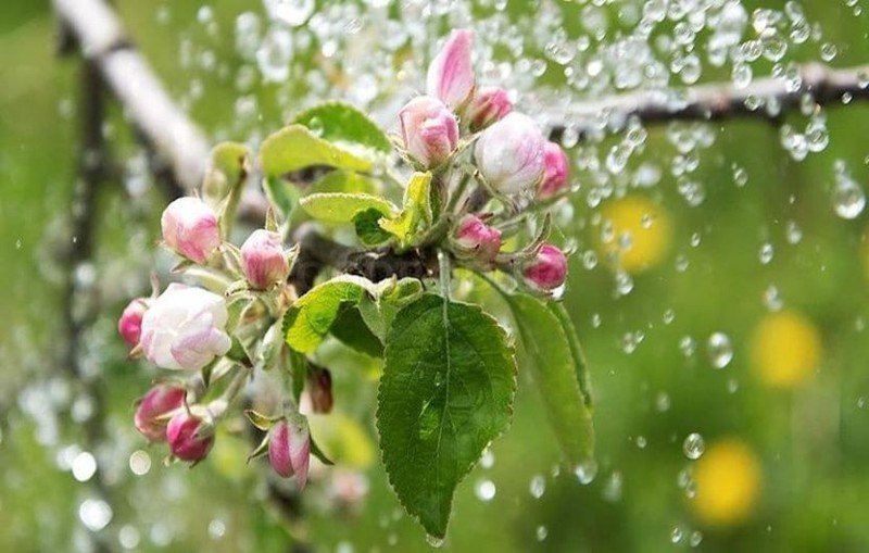 Яблоня в цвету после дождя