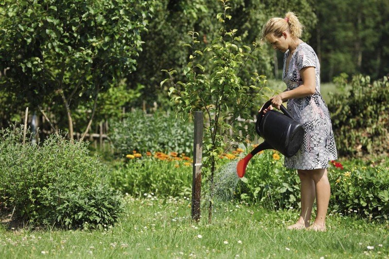 Женщина поливает огород