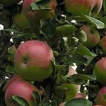 Колоновидная яблоня Арбат, фото и описание сорта, посадка и уход, отзывы