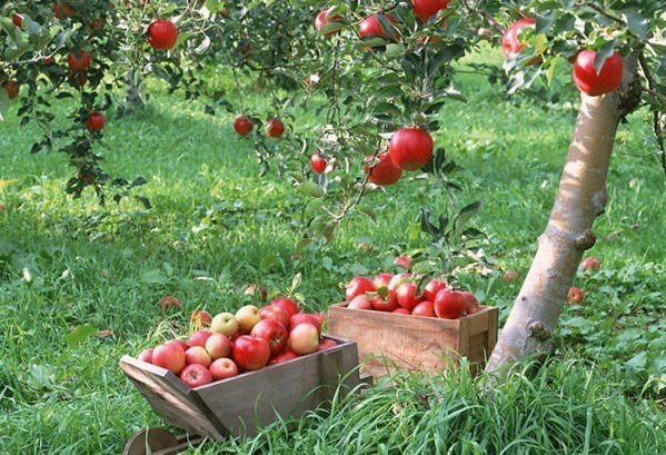 Падают яблоки в саду