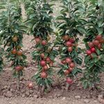 Колоновидные яблони: сорта для Урала и отзывы