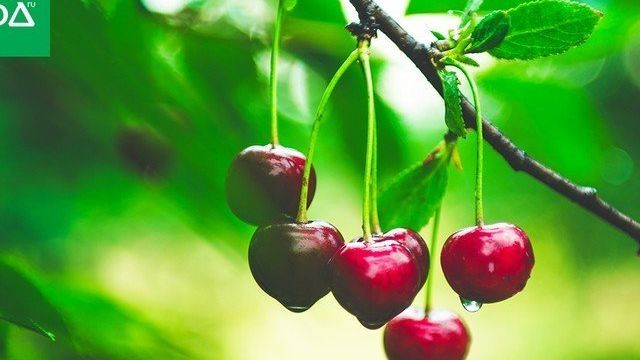 Лучшие самоплодные сорта вишни с описанием и фото | В саду
