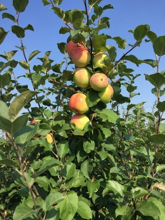 Башкирская красавица яблоня