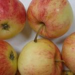 Обзор сортов яблонь для Башкирии с фото