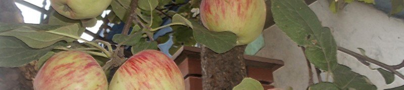 Яблоня башкирский красавец опылитель