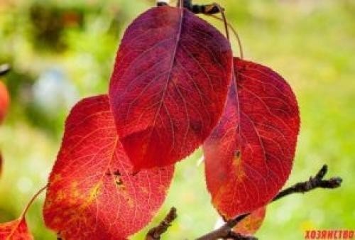 Груша уссурийская красная лист