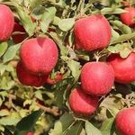 Популярный сорт яблони Гала Маст: характеристики, фото, советы по уходу