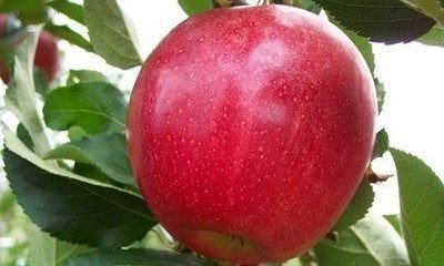 Ред бребурн яблоня