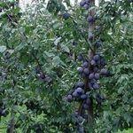 Слива Тульская чёрная: секреты культивирования урожайного дерева