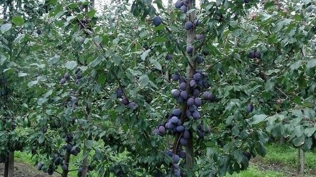 Слива Тульская чёрная: секреты культивирования урожайного дерева