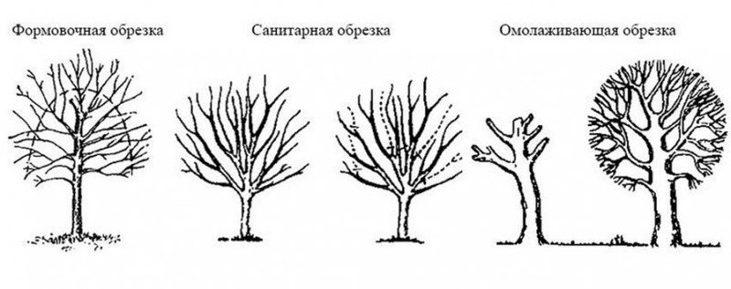 Омолаживающая обрезка деревьев схема