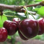 Сорт вишни Морозовка: характеристика, секреты выращивания