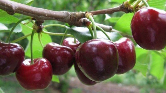 Сорт вишни Морозовка: характеристика, секреты выращивания