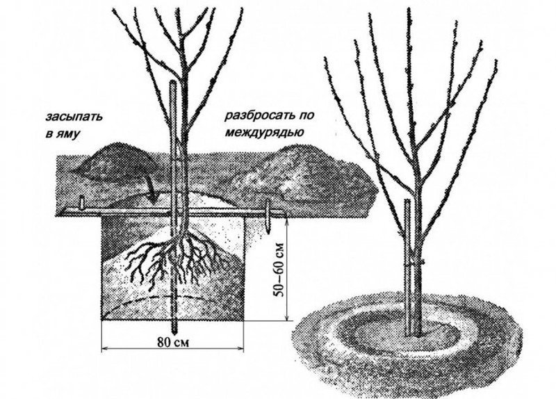 Схема посадки саженцев яблони