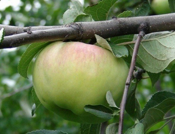 Саженцы яблоня антоновка