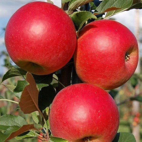 Сорт красных яблок