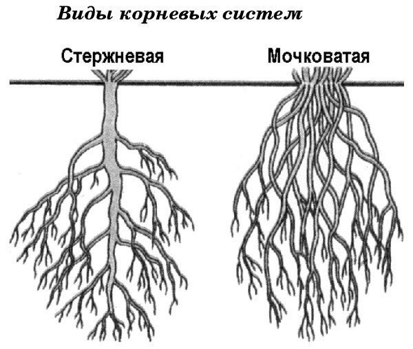 Типы корневых систем стержневая и мочковатая