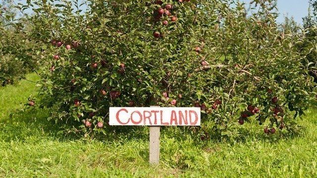 Яблоня Кортланд: описание и фото дерева и его плодов, отзывы садоводов