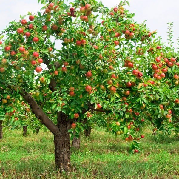 Яблоня фуджи дерево