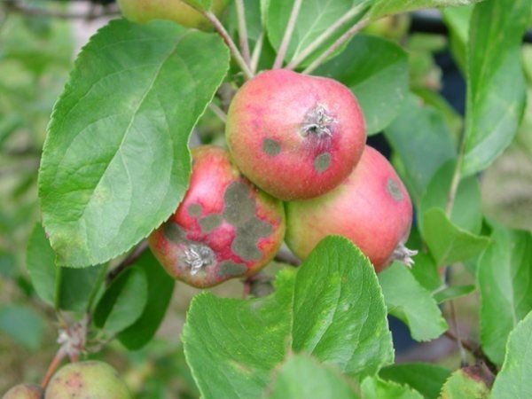 Яблоня дикая malus sylvestris
