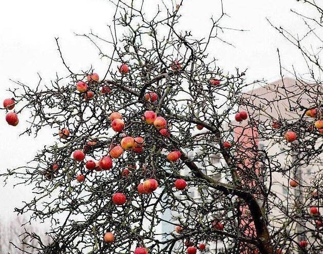 Фроловское зимнее яблоня