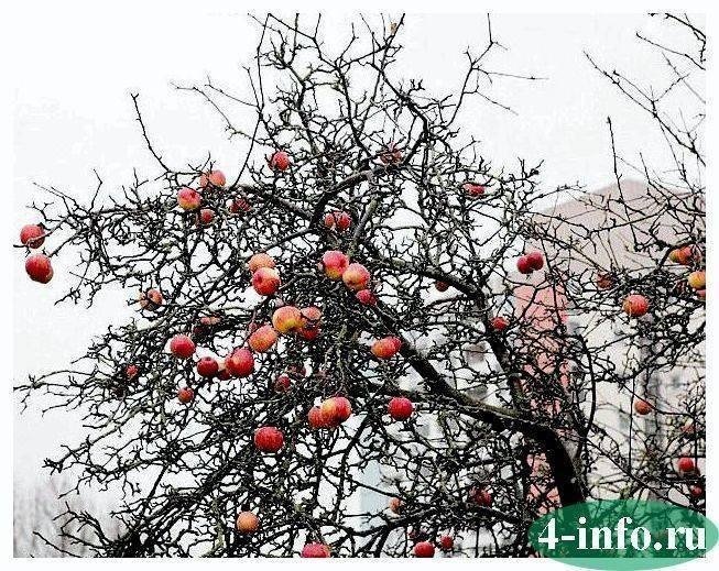 Маковецкого яблоня зимой