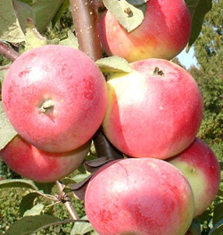 Сорта яблони пепинка алтайская