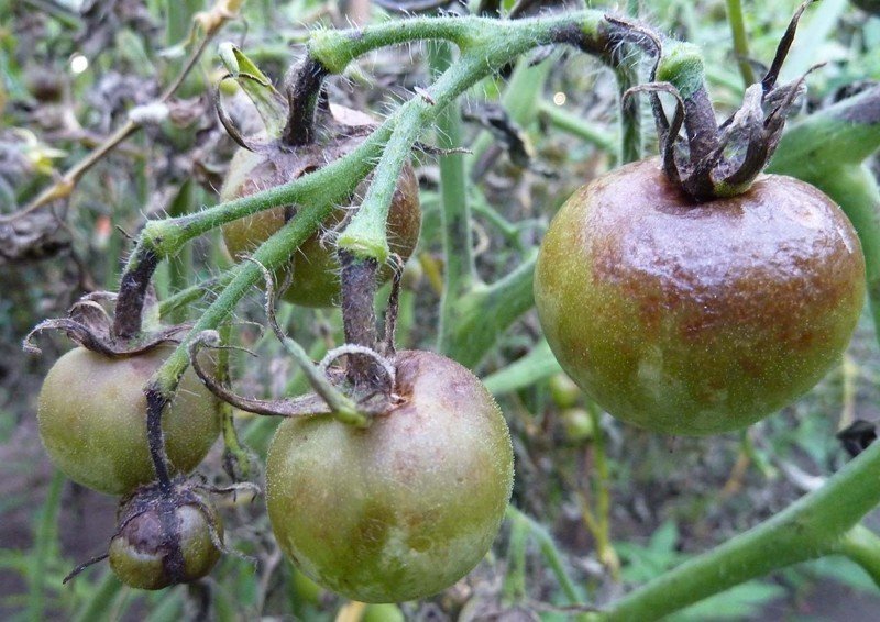 Плоды томатов пораженные фитофторой