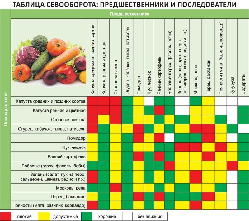 Севооборот овощей на грядках таблица совместимости