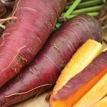 Фиолетовая, белая и желтая морковка, а также самые лучшие сорта моркови