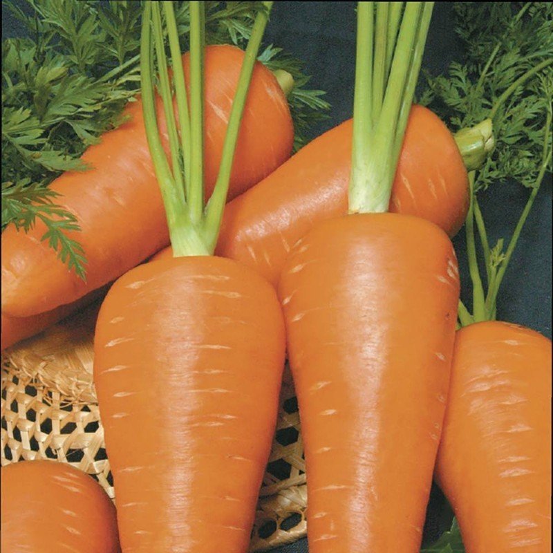 Морковь шантане королевская