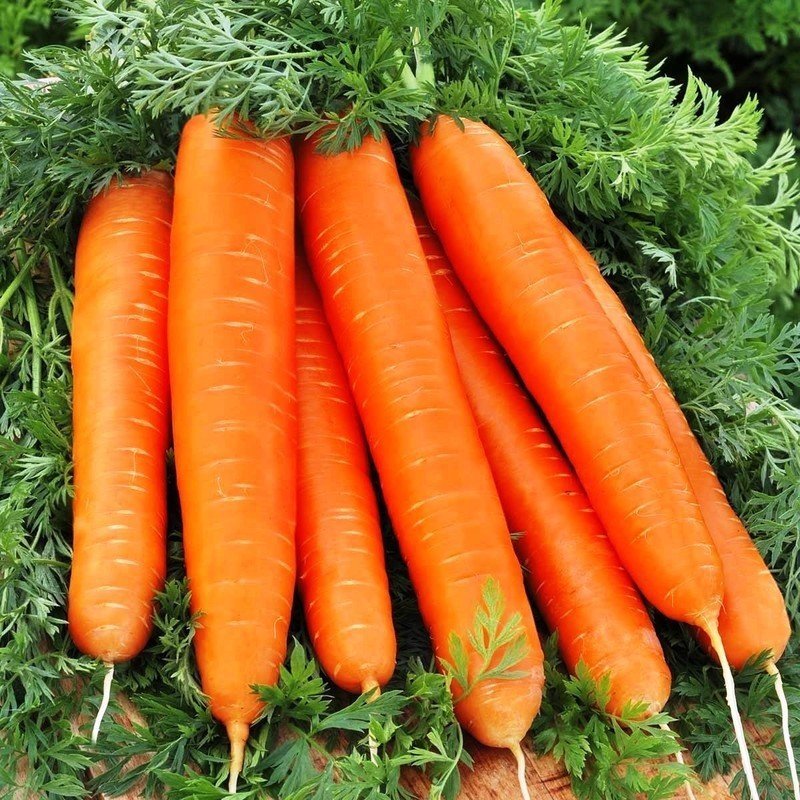 Морковь скороспелка сорт