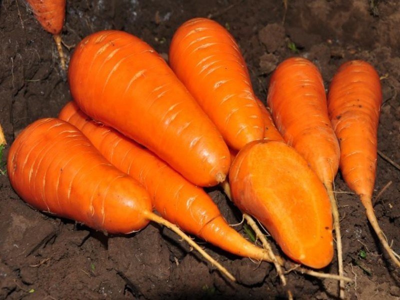 Сорт моркови шантане