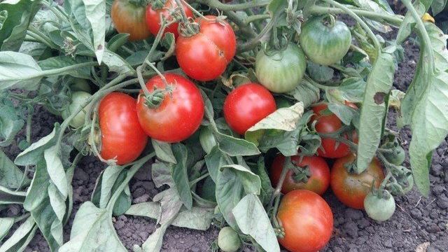Готов к суровым северным условиям – томат «Ледник» f1