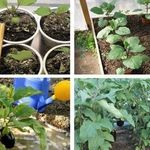Характеристика и описание сорта баклажана Черный красавец, выращивание