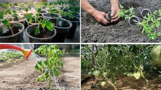 Томат Буденовка: характеристика и описание сорта, выращивание и уход