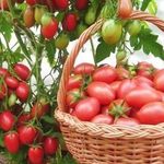 Характеристика и описание сорта томата Петруша огородник, выращивание