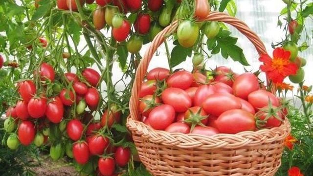 Томат Петруша огородник: характеристика и описание сорта, выращивание