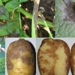 Характеристики и описание картофеля сорта Уладар, правила посадки и ухода