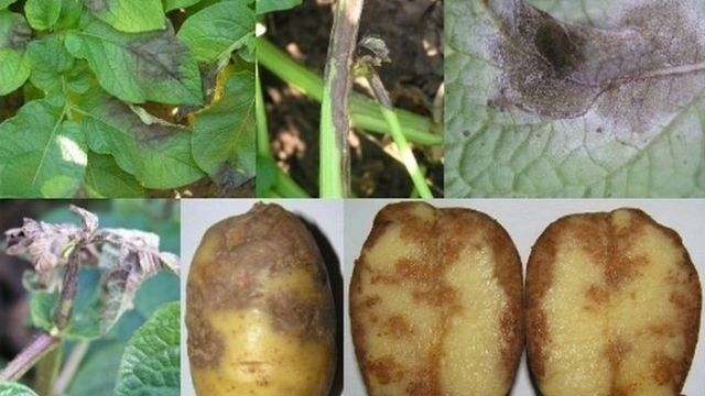 Характеристики и описание картофеля сорта Уладар, правила посадки и ухода