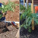 Характеристики и описание сорта томата Сибирская тройка, выращивание