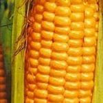 Как сажают кукурузу в сибири