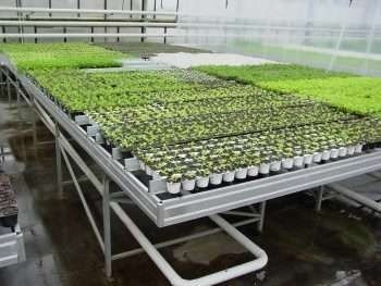 Гидропоника оборудование для выращивания овощей