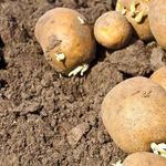 Как вырастить картофель в московской области