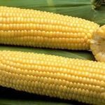 Как вырастить кукурузу? Пошаговые инструкции