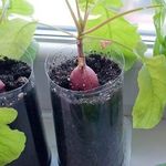 Как вырастить редиску из семян на подоконнике